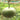 Millstone Bottle Gourd, 5 Seeds