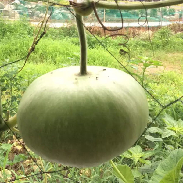 Millstone Bottle Gourd, 5 Seeds