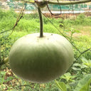 Millstone Bottle Gourd, 5 Seeds