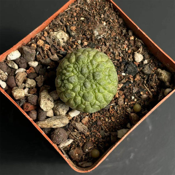 Pseudolithos migiurtinus Live Cactus