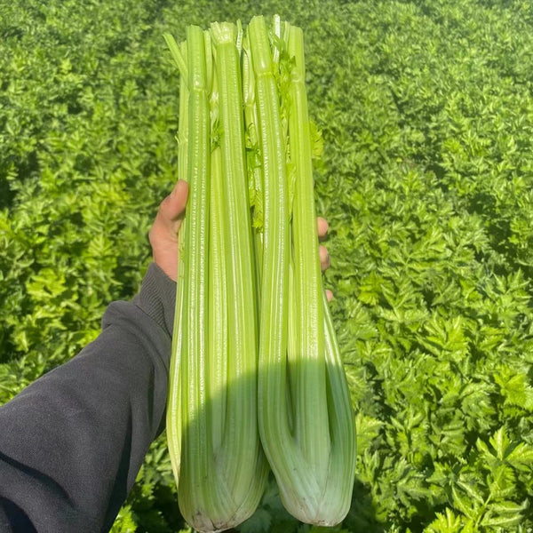 Crispy Jade Celery Seeds, 10g