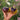 1029 Spotted Mouse Tomato, 5 Seeds