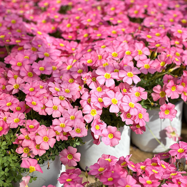 Oxalis obtusa Series Bulb - 'High Pink', 10 Bulbs