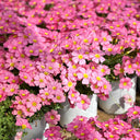 Oxalis obtusa Series Bulb - 'High Pink', 10 Bulbs