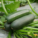 'Black Empress' Zucchini Seeds, 10 Seeds