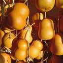 Guoguo Gourd, 10 Seeds