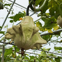 Hezhichun Decorative Pumpkin Seed Mix, 10 Seeds