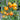 238 Dean Haley's Rainbow Dwarf Tomato, 5 Seeds
