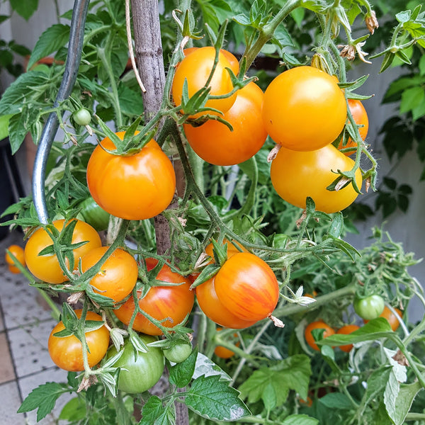 238 Dean Haley's Rainbow Dwarf Tomato, 5 Seeds