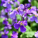 Chinese violet cress (Orychophragmus violaceus) Seeds, 200 Seeds