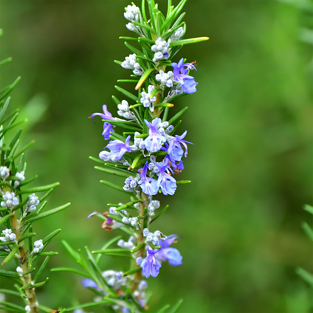 Rosemary Seeds