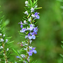 Rosemary Seeds