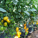 'Radiant Gold' Yellow Tomato Seeds