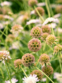 Scabiosa stellata