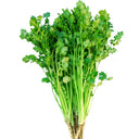 Jingyan Fast-growing Coriander