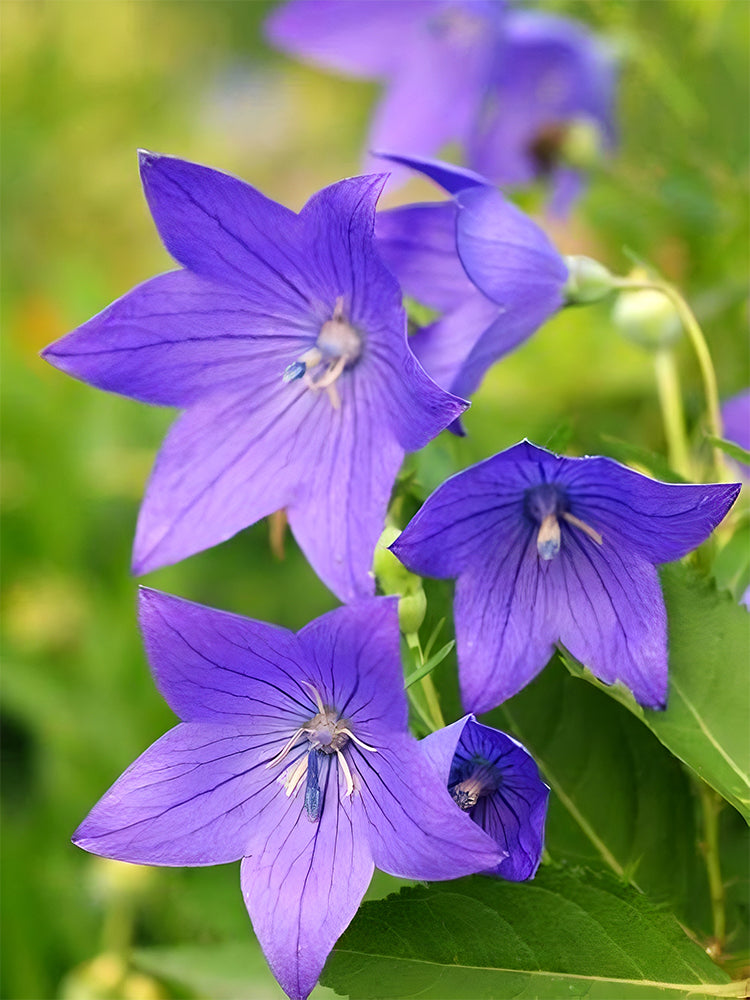 Ballon Flower, Blue