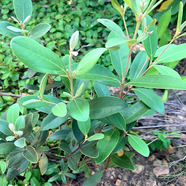 Rhodomyrtus Tomentosa