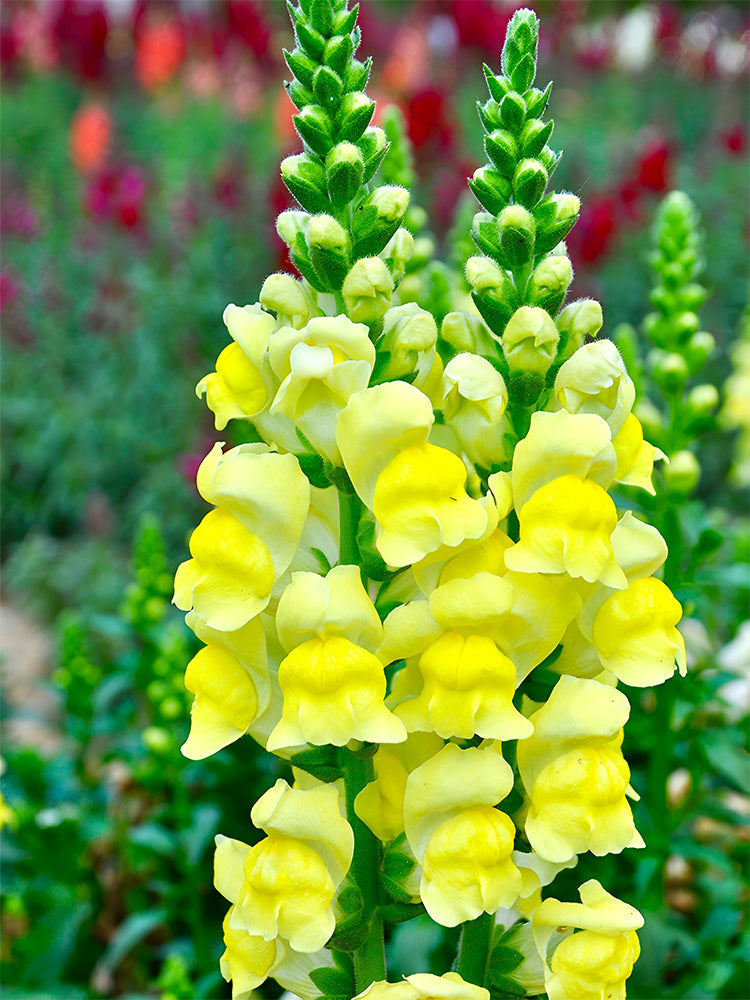 Tall Snapdragon, Yellow