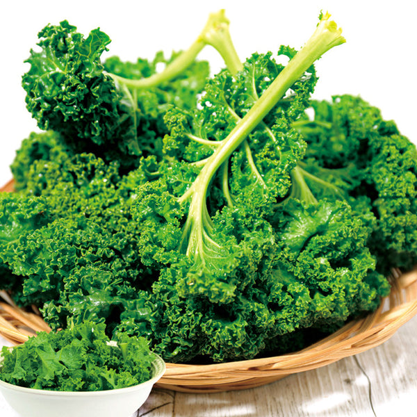 'Blue Ridge' Kale Seeds