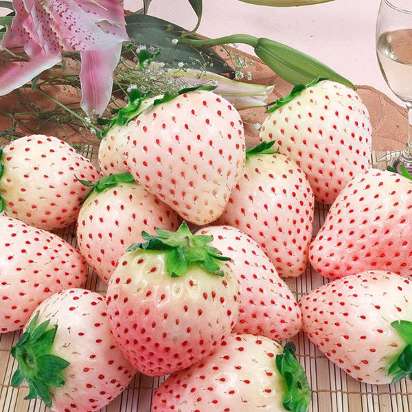 'Littile White' Series Small White Strawberry