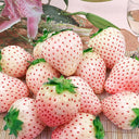'Littile White' Series Small White Strawberry