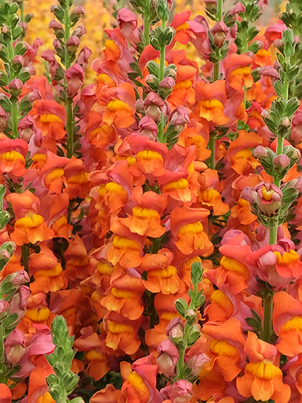 Tall Snapdragon, Orange