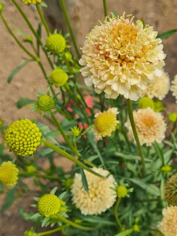 Scabiosa 'Fata Morgana'