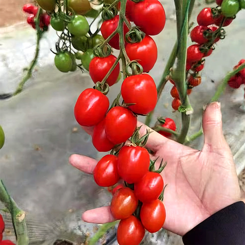 'Red Saint' Cherry Tomato