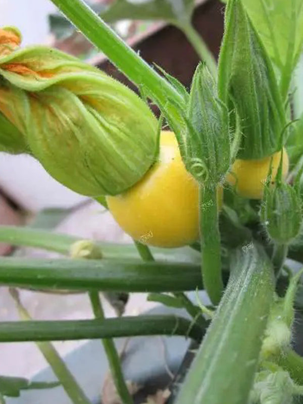 Round zucchini, Yellow