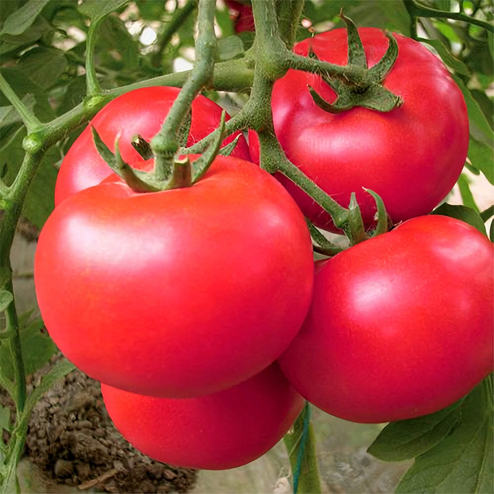 'Vintage Elegance' Red-Pink Tomato Seeds