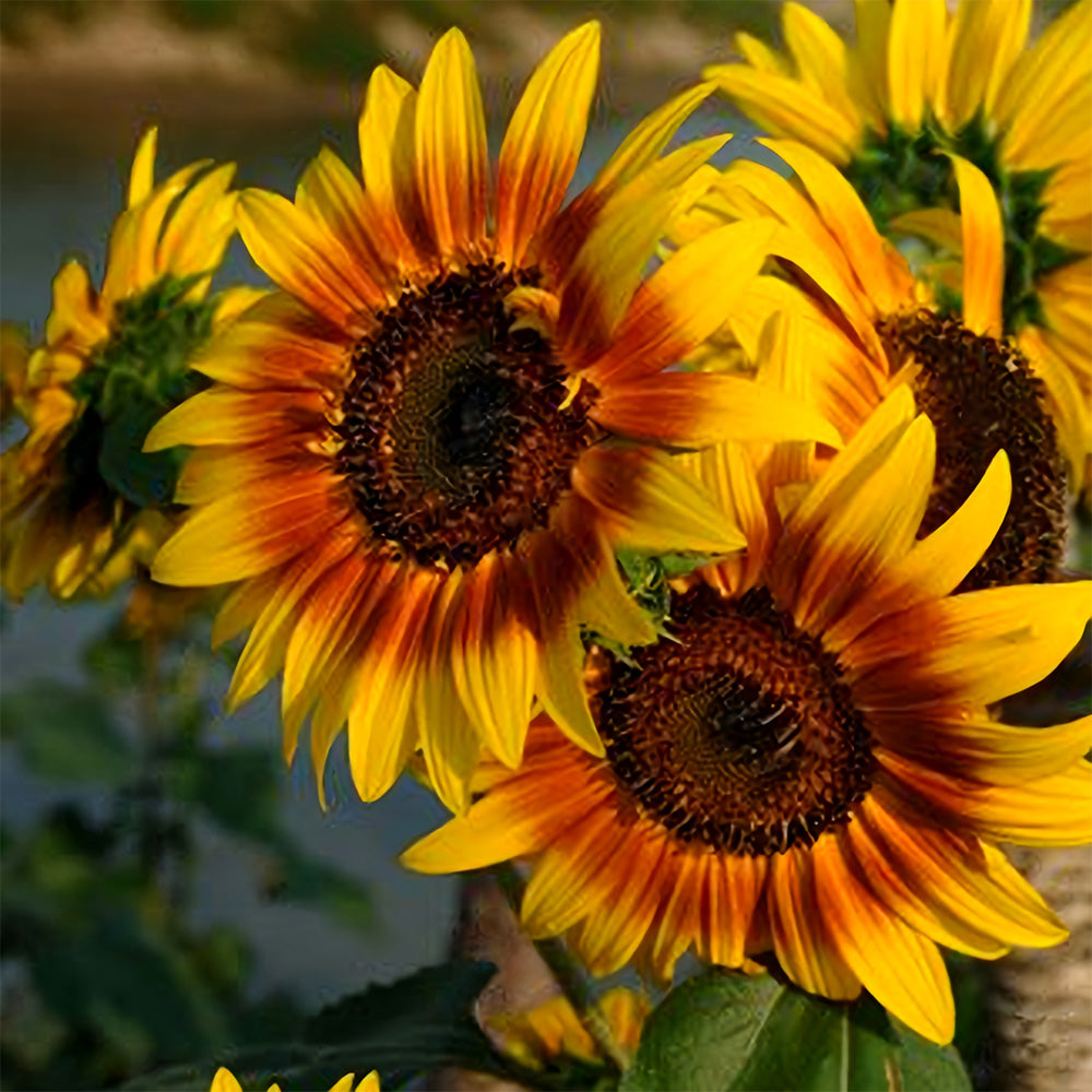 Bi-Colour Sunflower Seeds (90cm)