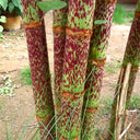 Reynoutria japonica Seeds