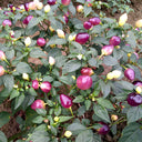 Vibrant Guangxi Rainbow Pickled Pepper Seeds