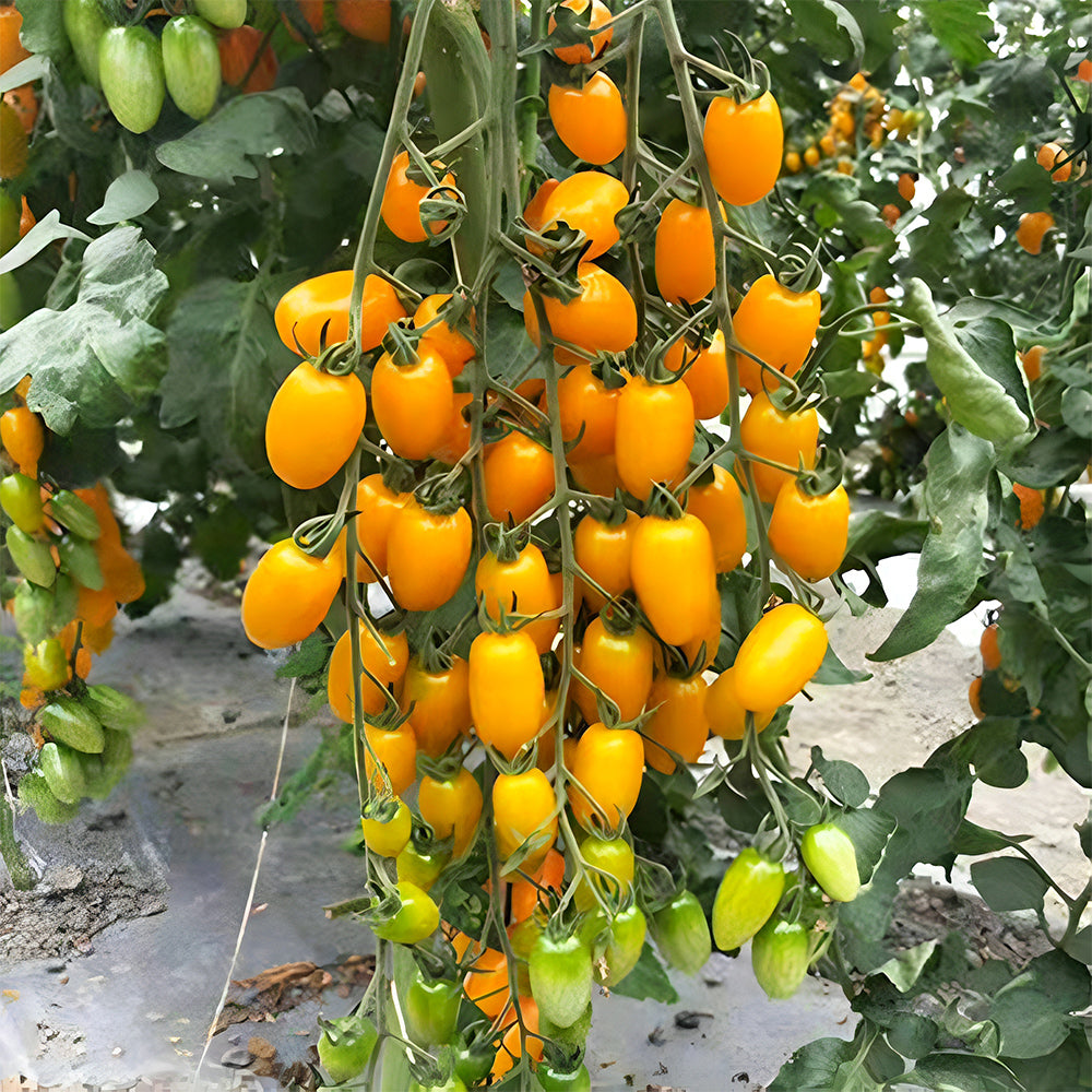 'Yellow Saint' Cherry Tomato