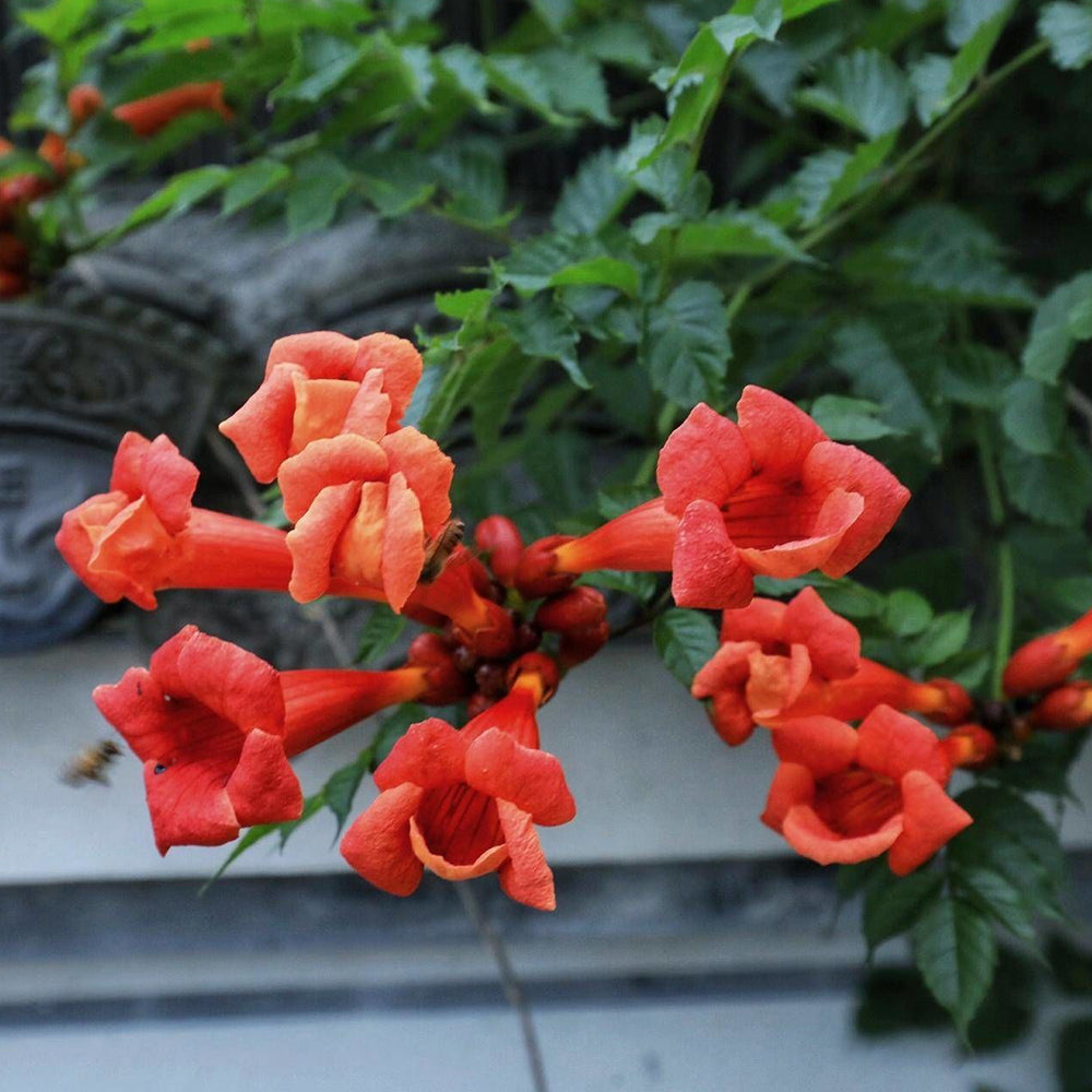 Chinese Trumpet Vine Seeds - Campsis grandiflora