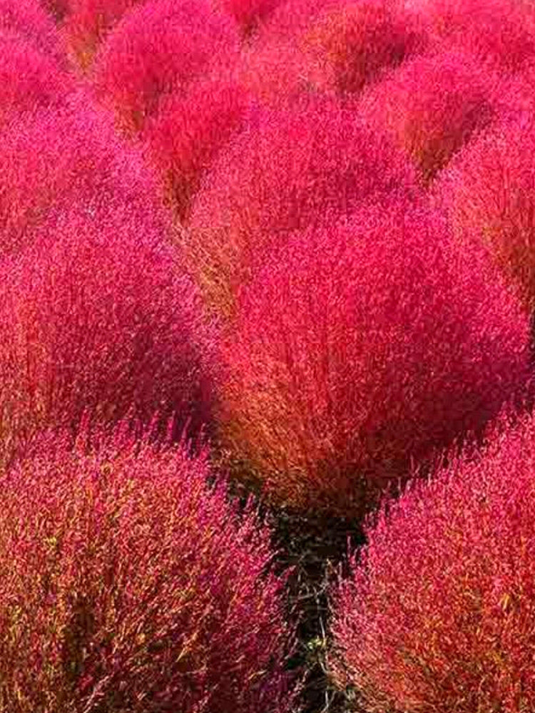 Kochia Scoparia, Red