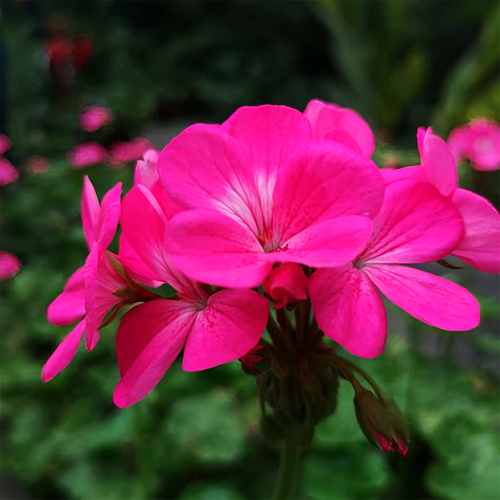 Geranium Seeds - Horizon Neon Rose Hybrid F1