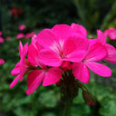 Geranium Seeds - Horizon Neon Rose Hybrid F1