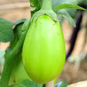 'Xi'an Green Can' Eggplant Seeds