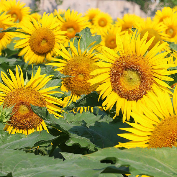 Sunflower F1 Seeds (35cm)