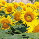 Sunflower F1 Seeds (35cm)