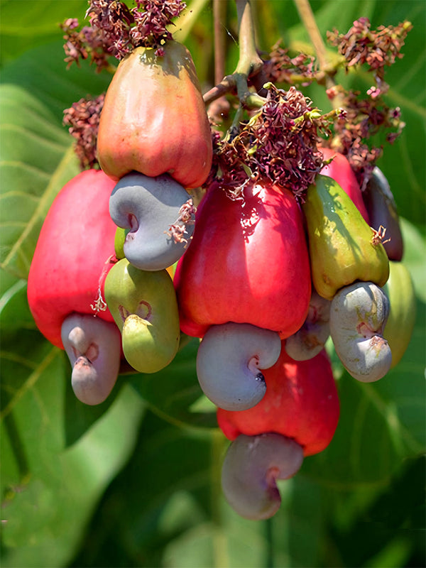 Cashew Tree Seeds, Pack of 5