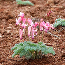 Dicentra peregrina Seeds - Lovely Pink Heart-shaped Blooms