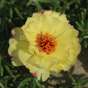 Moss Rose Seeds, Mixed Portulaca grandiflora