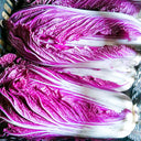 Jingyan Red Napa Cabbage Seeds