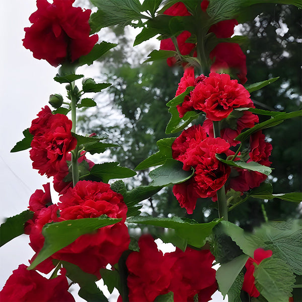 Alcea 'Nostalgia Red'
