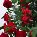 Alcea 'Nostalgia Red'