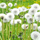 Yellow Dandelion Seeds