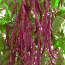 Purple Snap Bean Seeds