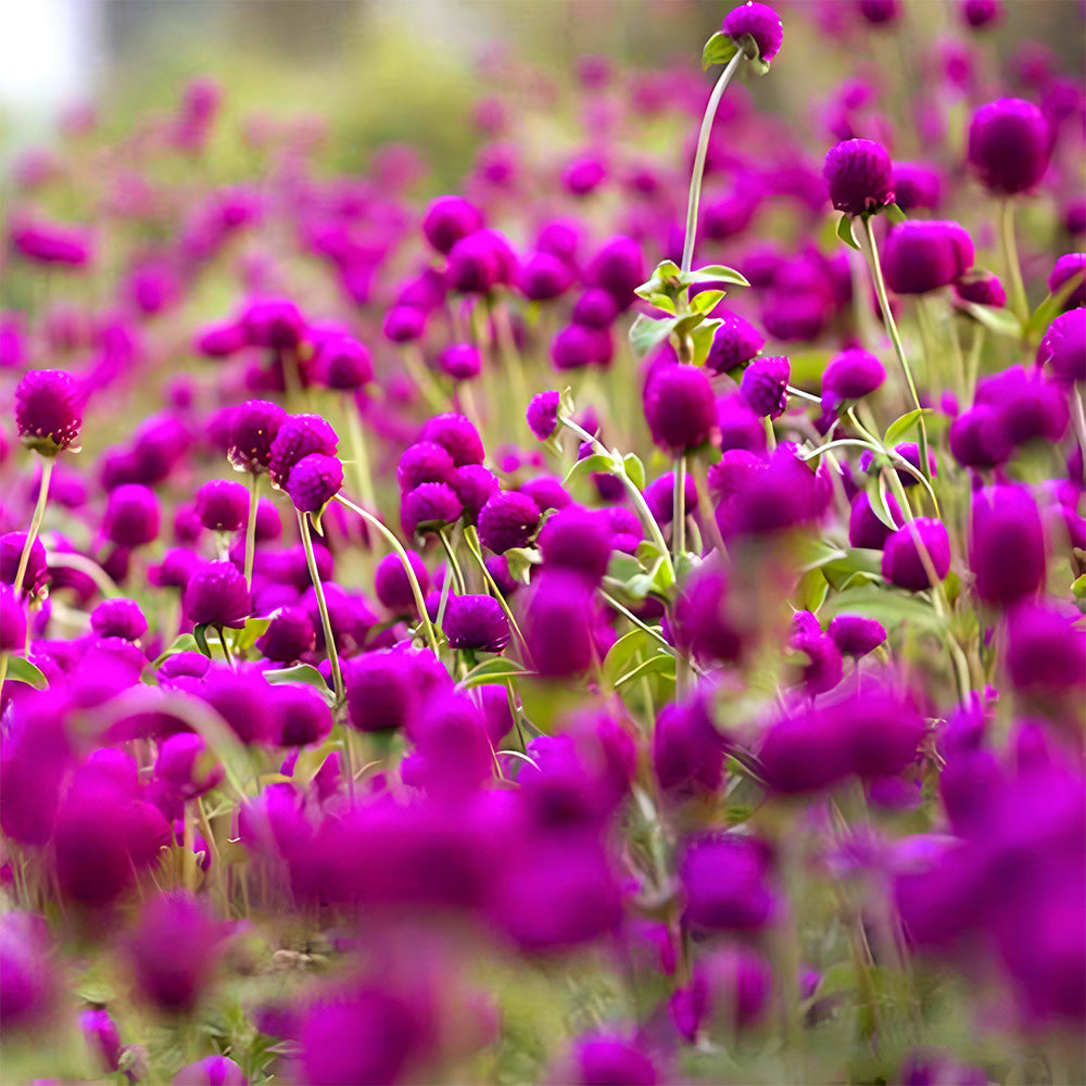 Vibrant Globe Amaranth Seeds